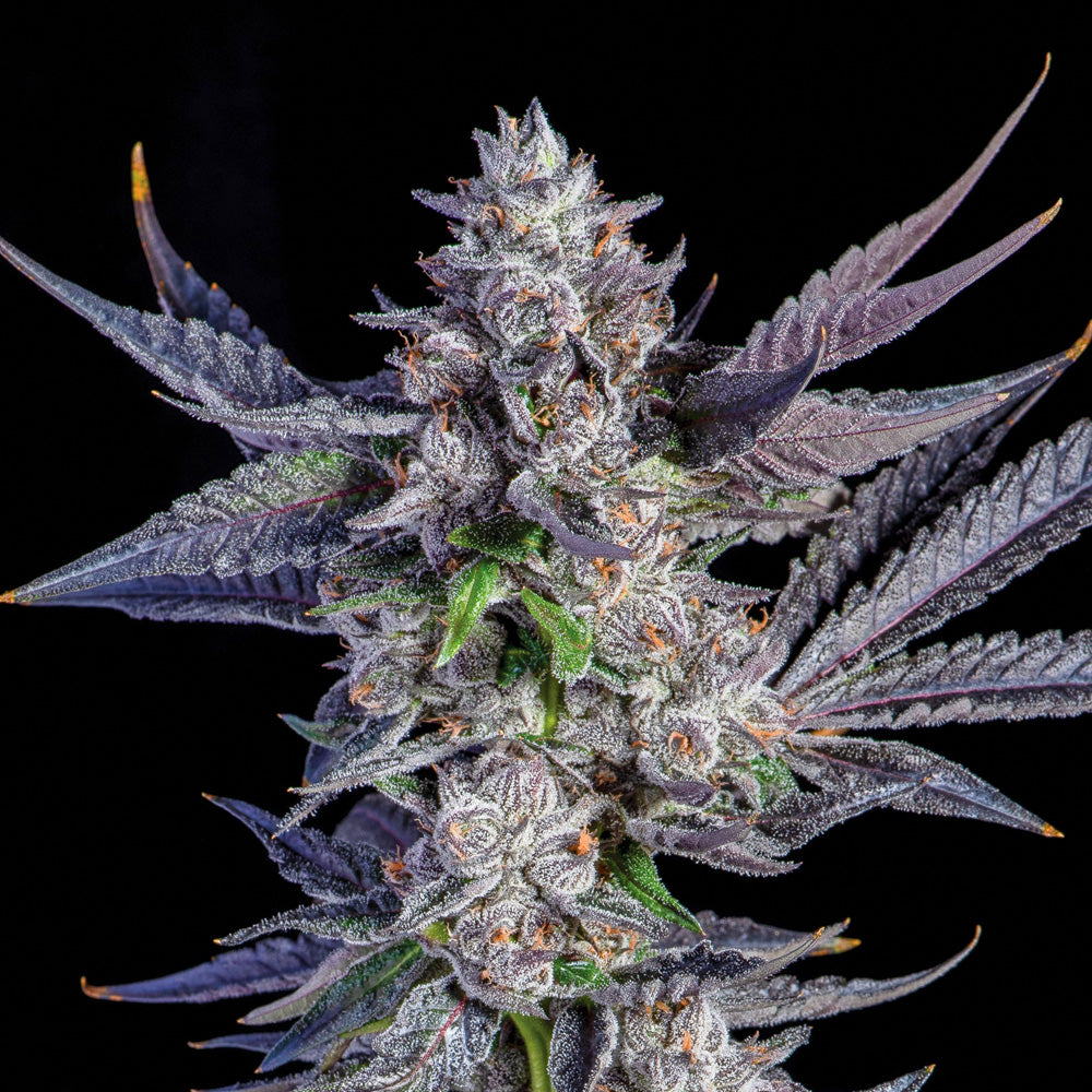 WHITE RUNTZ FAST VERSION X 3 HUMBOLDT SEEDS