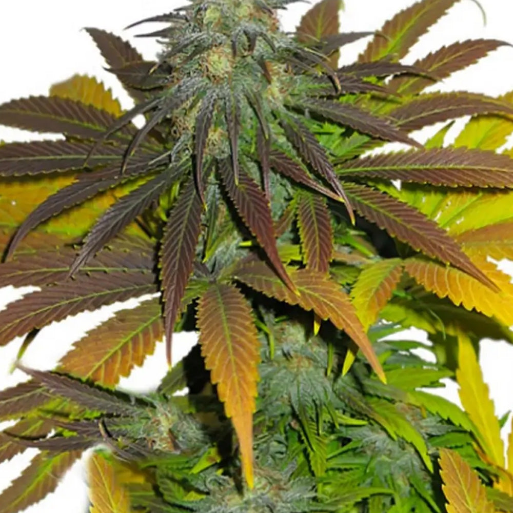 CALIFORNIAN ORANGE FEM X100 DUTCH PASSION