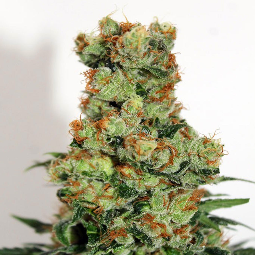 BADAZZ X3 RIPPER SEEDS