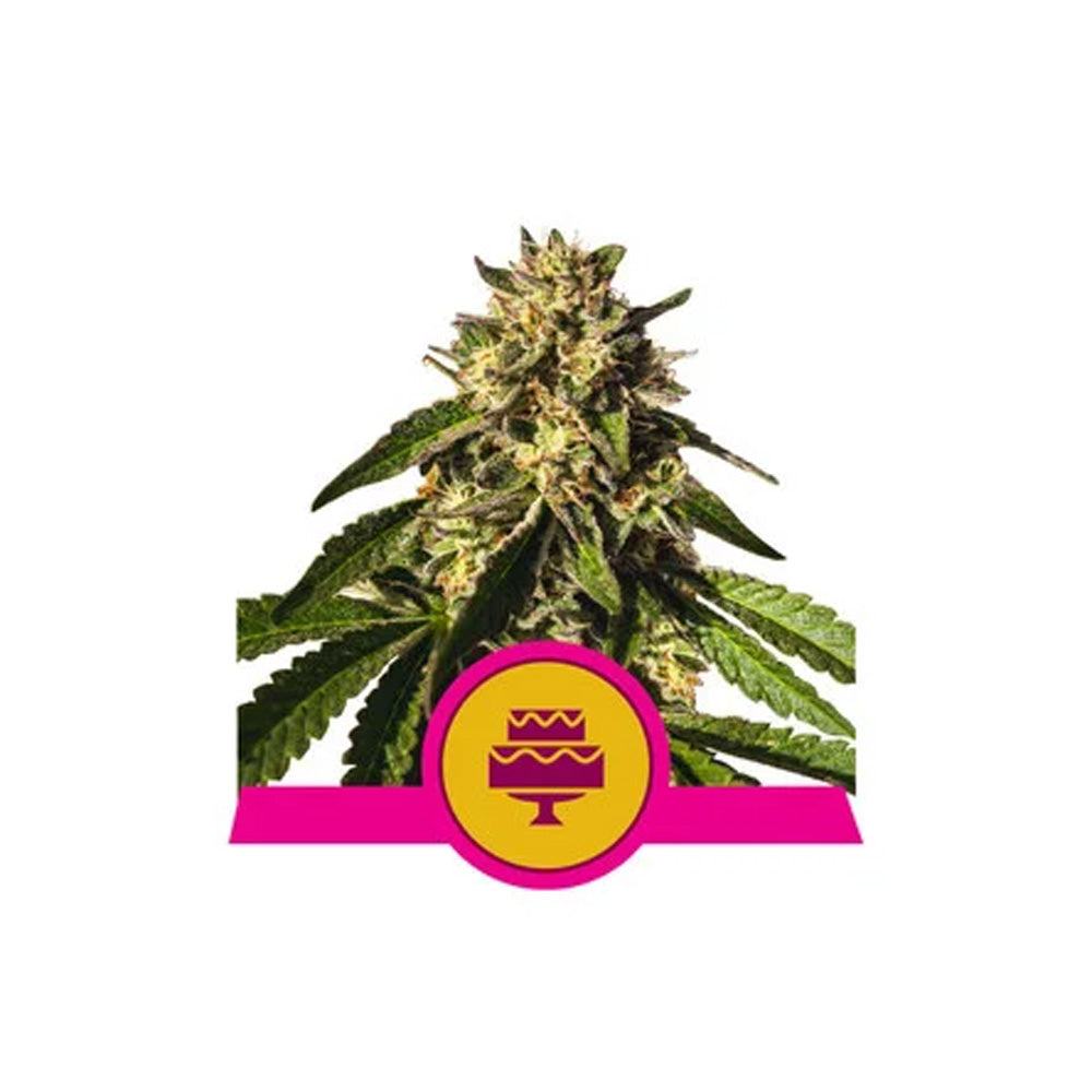 WEDDING GELATO X 3 ROYAL QUEEN SEEDS