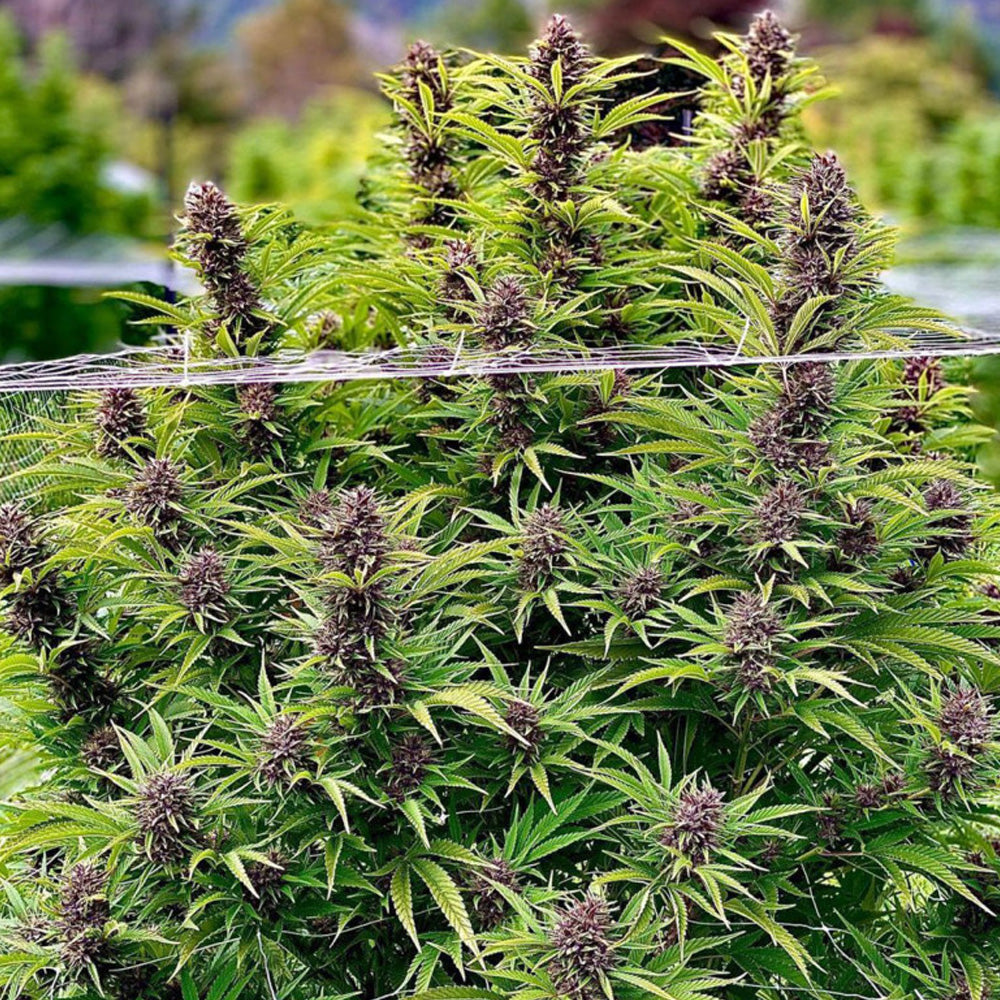 FRISIAN DEW FEM X3 DUTCH PASSION