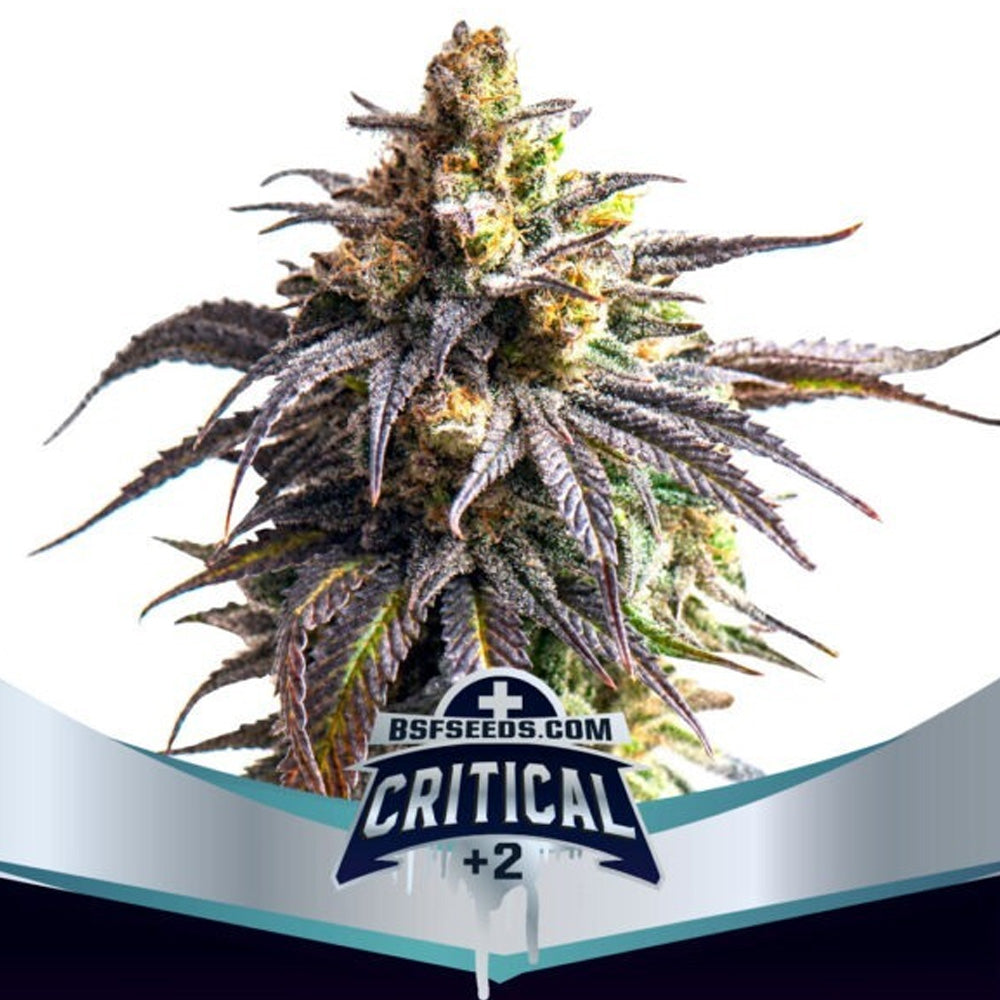CRITICAL + 2 XXL AUTO X12 BSF SEEDS