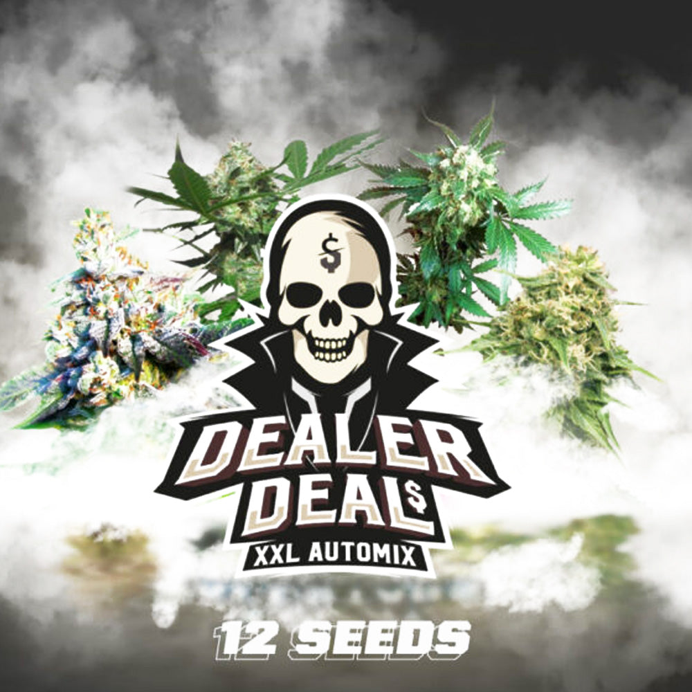 DEALER DEAL XXL X12 BSF SEEDS
