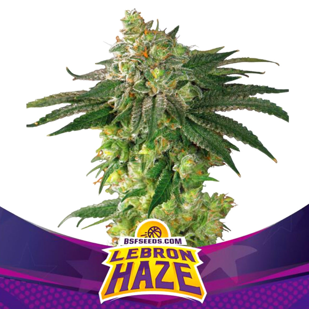 LEBRON HAZE X12 BSF SEEDS