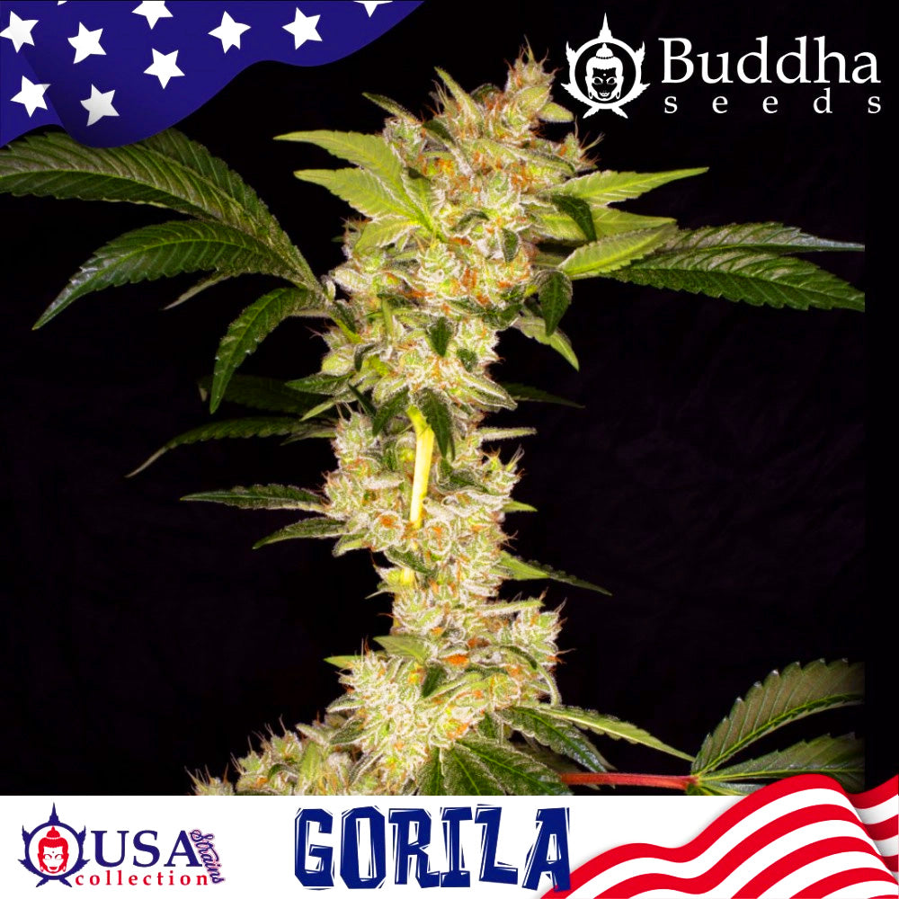 GORILA AUTO X3 BUDDHA SEEDS