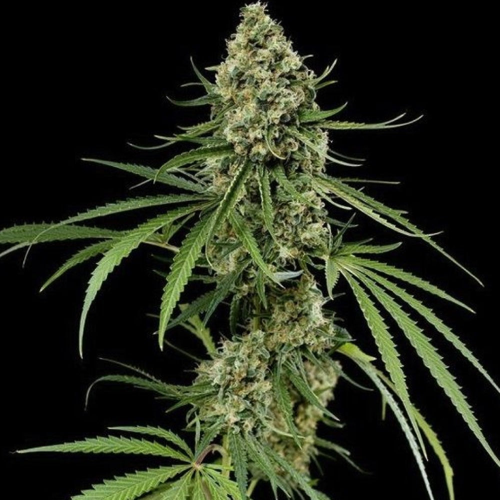 CRITICAL GRANELSEEDS