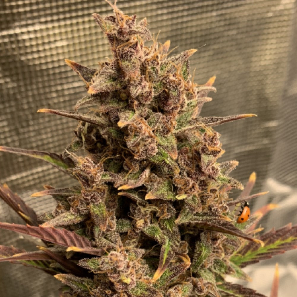 BLUEBERRY GRANELSEEDS