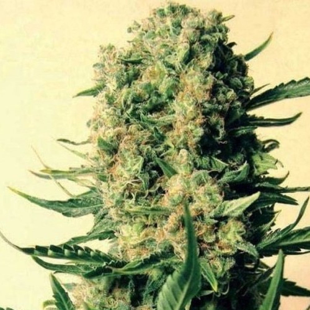 CRITICAL SKUNK GRANELSEEDS