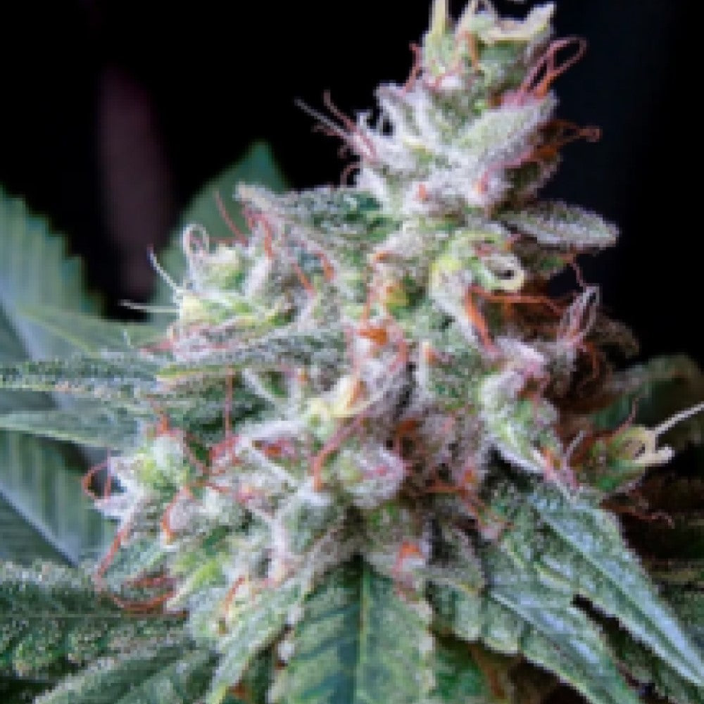 CREAM CARAMEL GRANELSEEDS