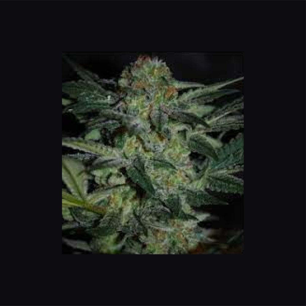 CBD TONIC GRANELSEEDS