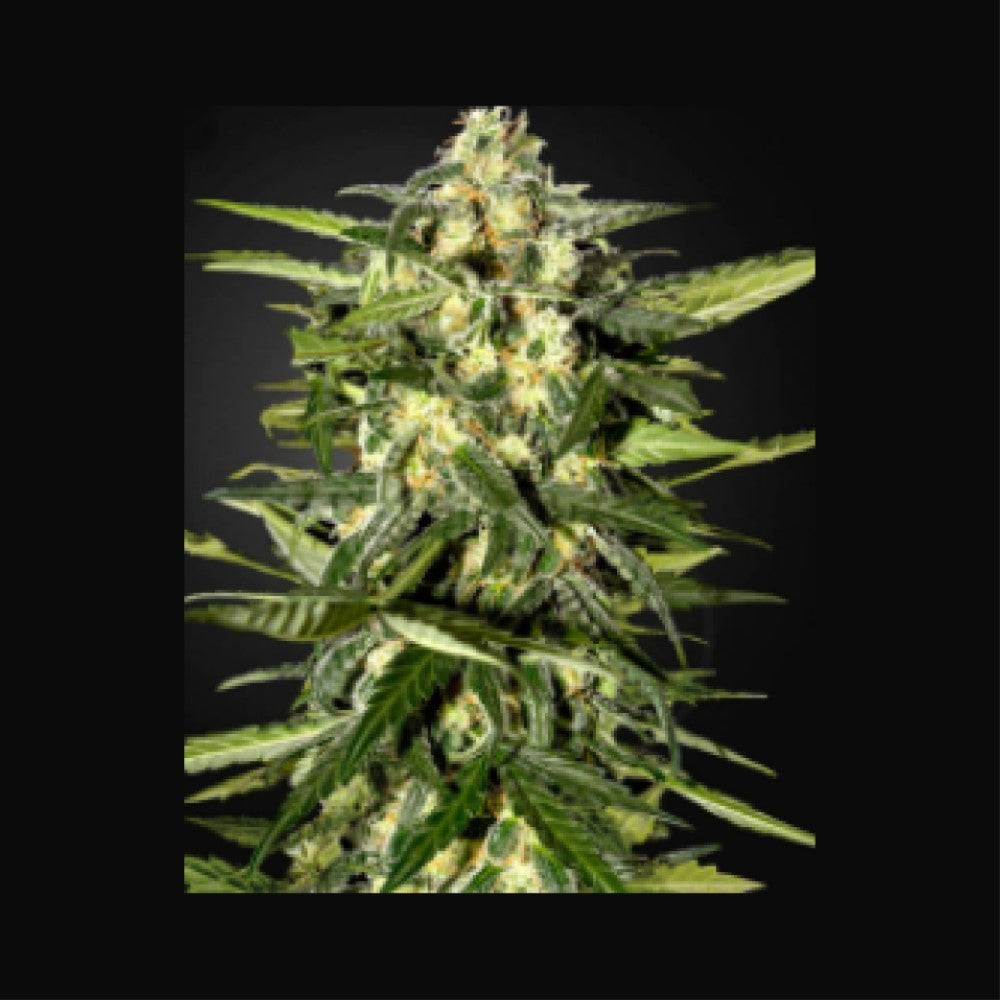 Jack Herer Auto GRANELSEEDS