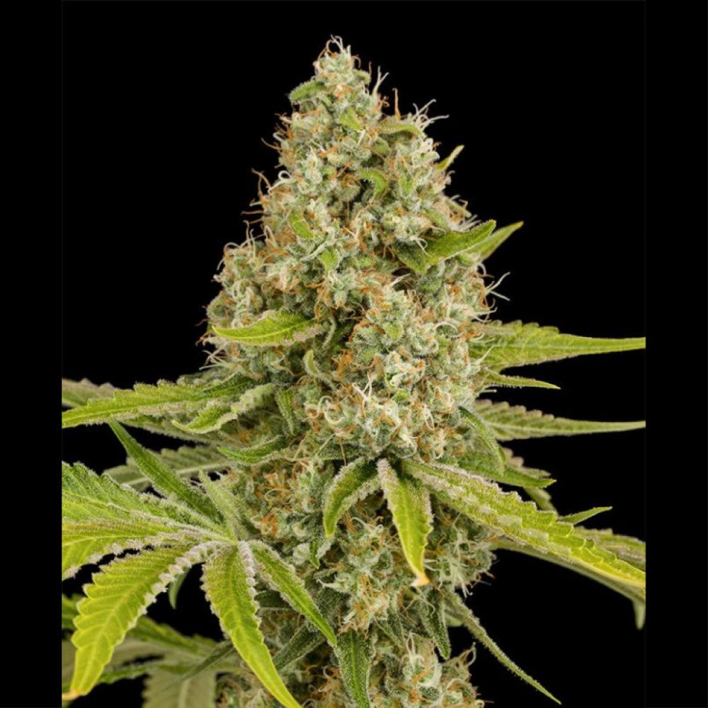 Panda Auto GRANELSEEDS