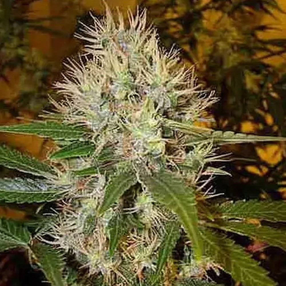 AK 47 Auto GRANELSEEDS