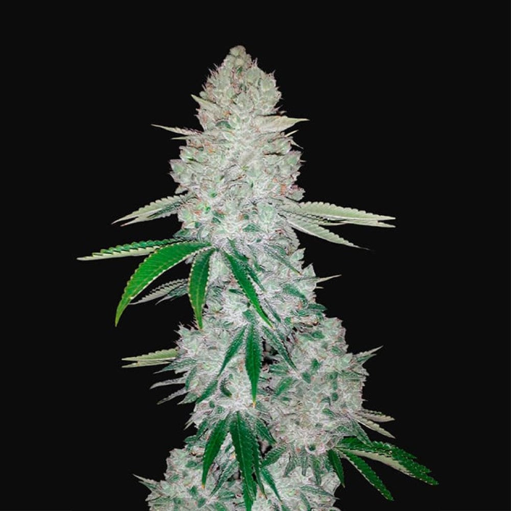 Gorilla Glue Auto GRANELSEEDS