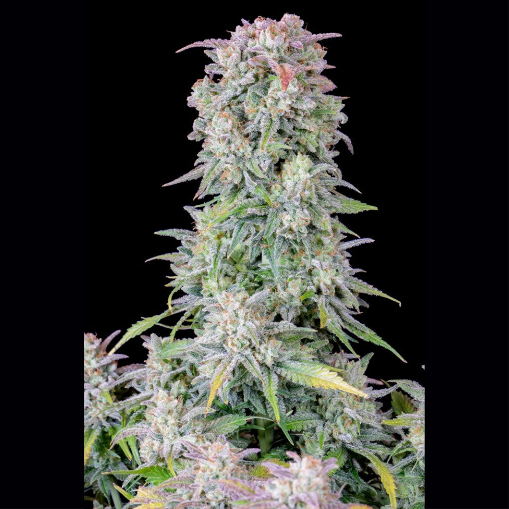 AFGHAN AUTO GRANELSEEDS