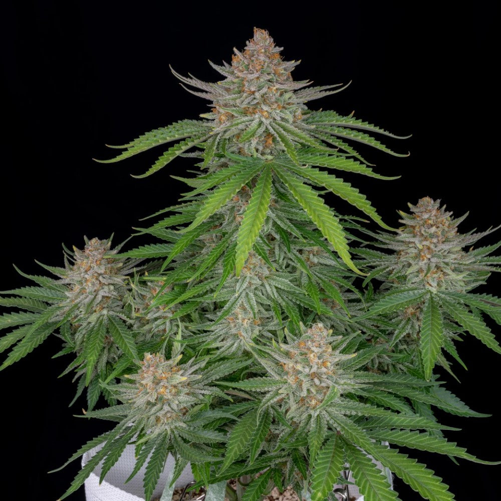 Strawberry Auto GRANELSEEDS
