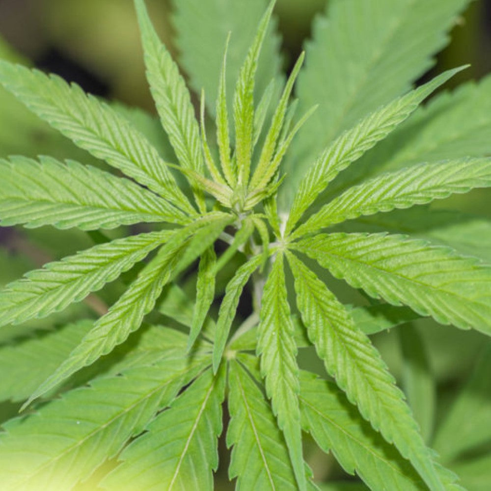 Blackgrape Auto GRANELSEEDS