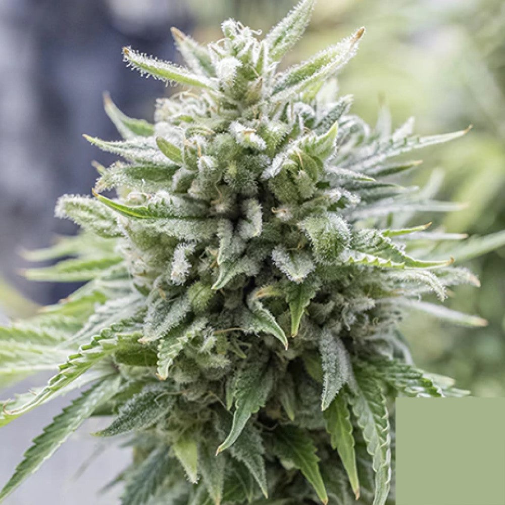 Og Kush Auto GRANELSEEDS