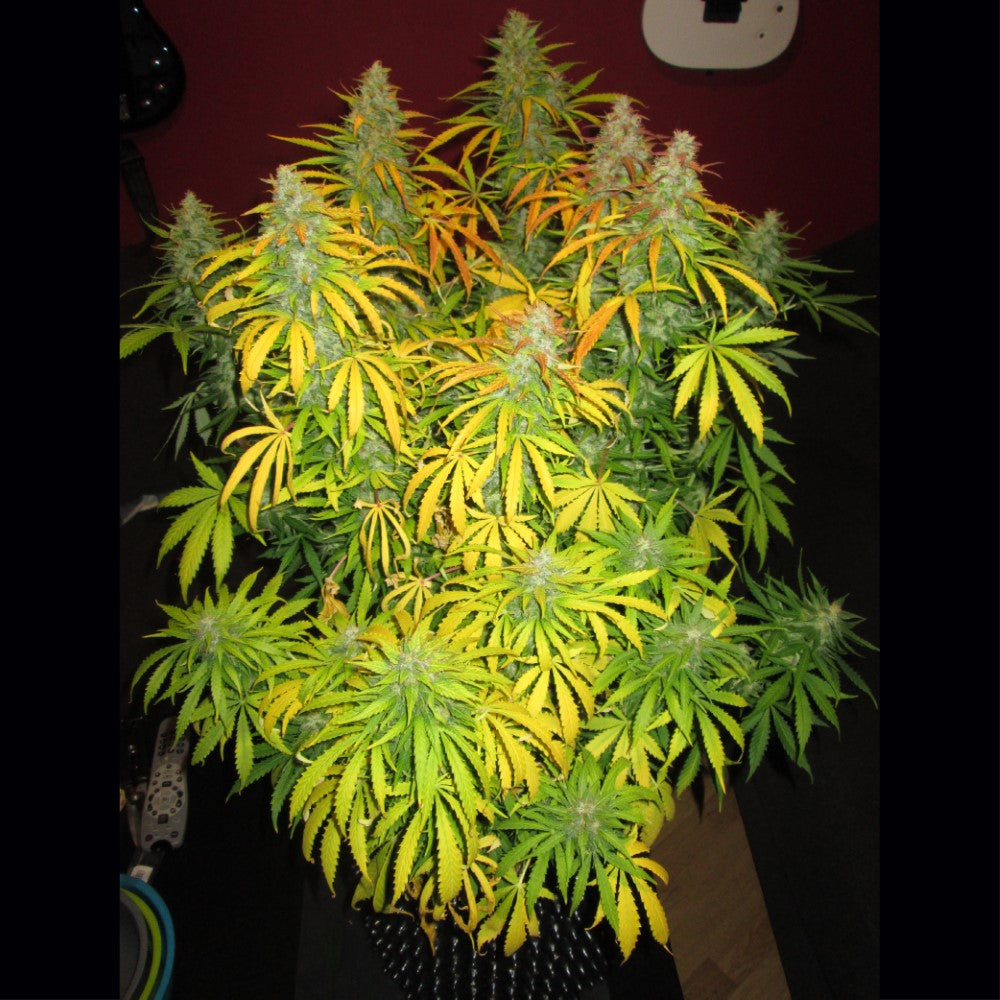 Blueberry Mazar Auto GRANELSEEDS