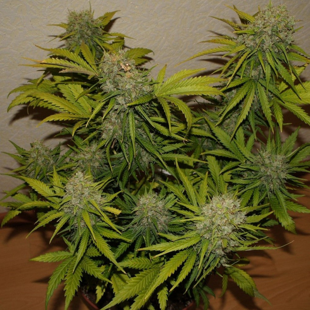 Grape Fruit x OG Kush Auto GRANELSEEDS