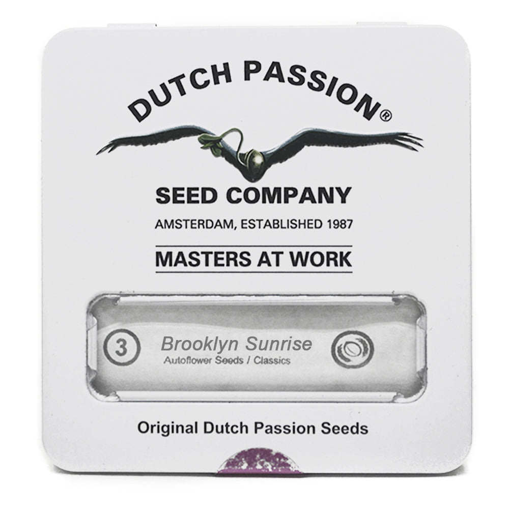 AUTO BROOKLYN SUNRISE X3 DUTCH PASSION