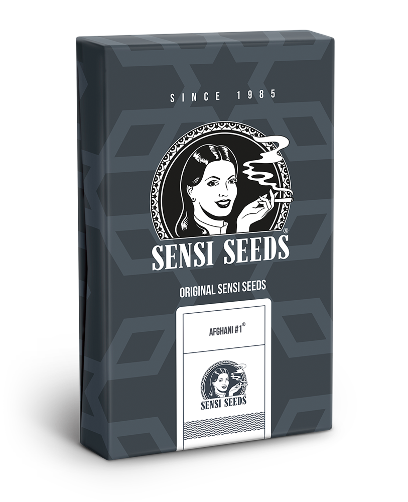 AFGHANI #1 AUTO SENSI SEEDS
