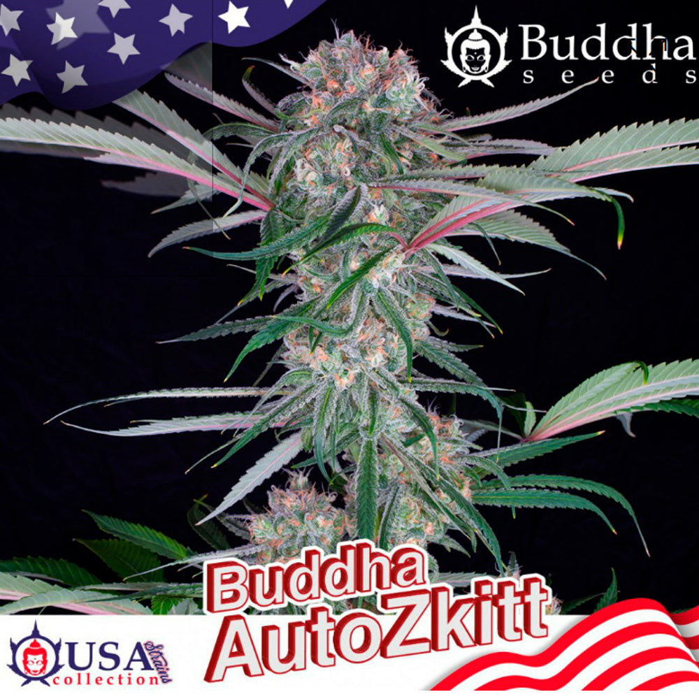 ZKITT AUTO X3 BUDDHA SEEDS