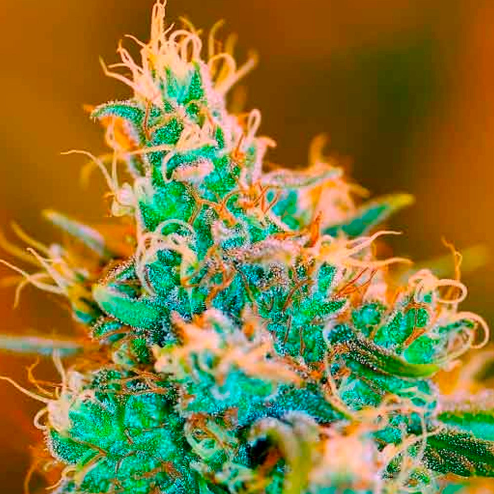 CHOCOLOPE AUTO