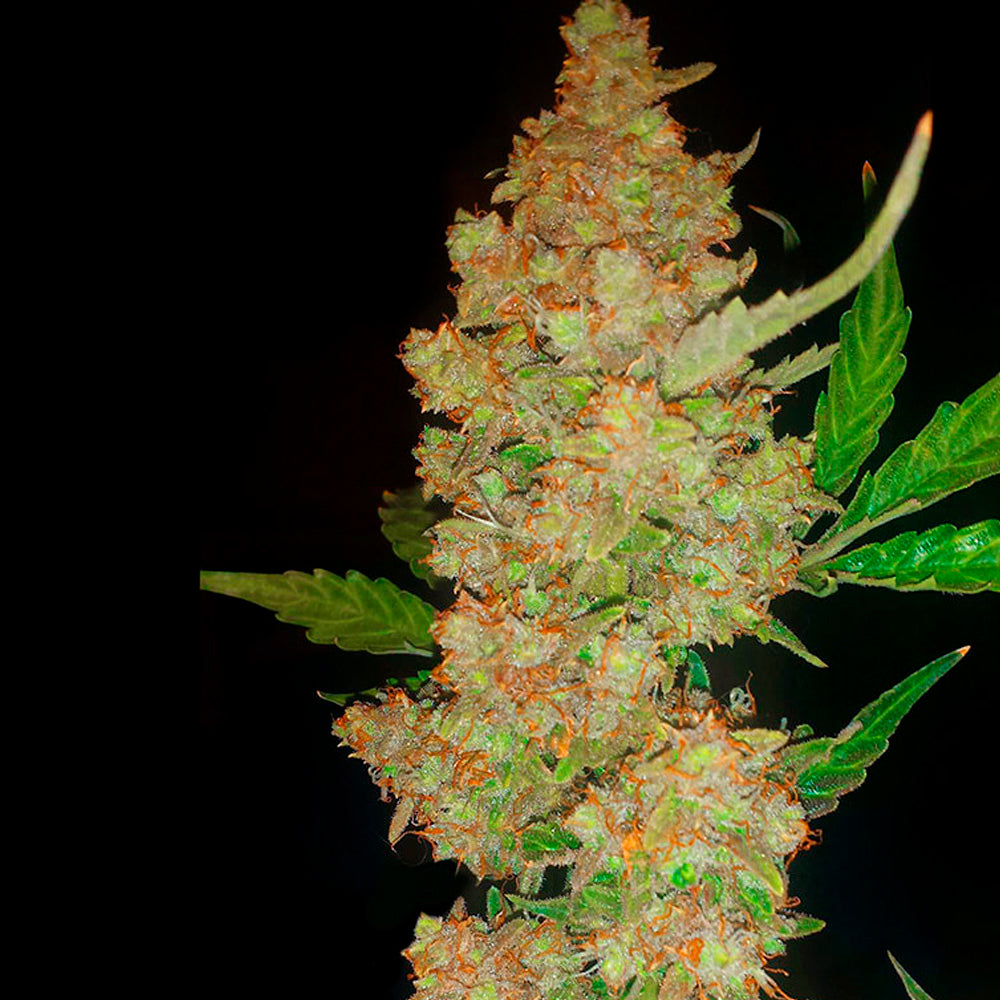 MAGNUM AUTO