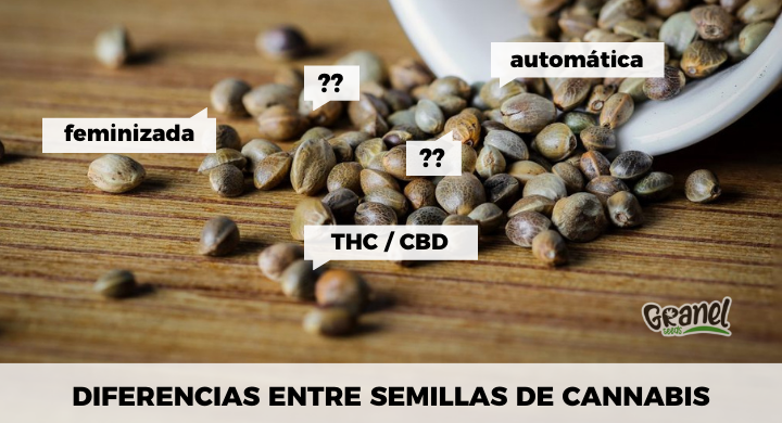 Tipos de Semillas de Cannabis ¿Cuáles elegir para cultivar? Guía Completa