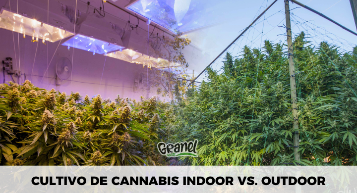 CULTIVO DE CANNABIS INDOOR VS. OUTDOOR: DIFERENCIAS CLAVE Y CONSIDERACIONES.