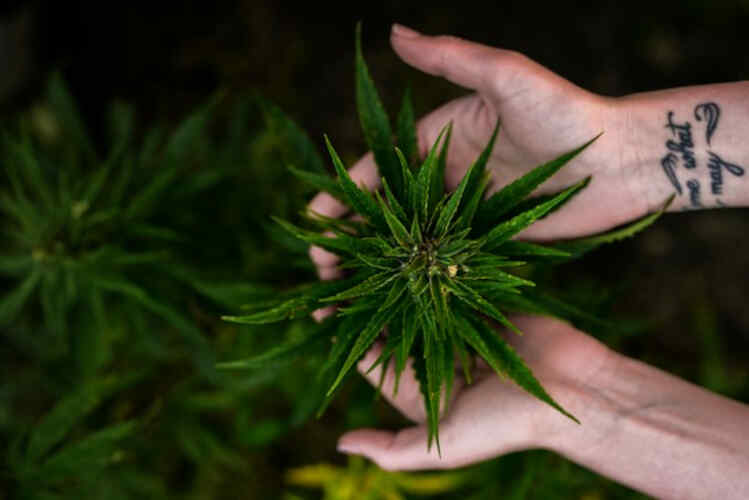 Los mejores fertilizantes orgánicos para el cultivo de cannabis