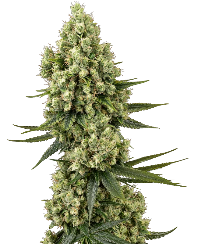 SENSI SEEDS SILVER FIRE FEM 3UDS