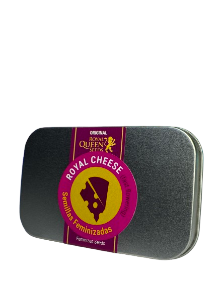 ROYAL CHEESE FAST VERSION X100 ROYAL QUEEN SEEDS