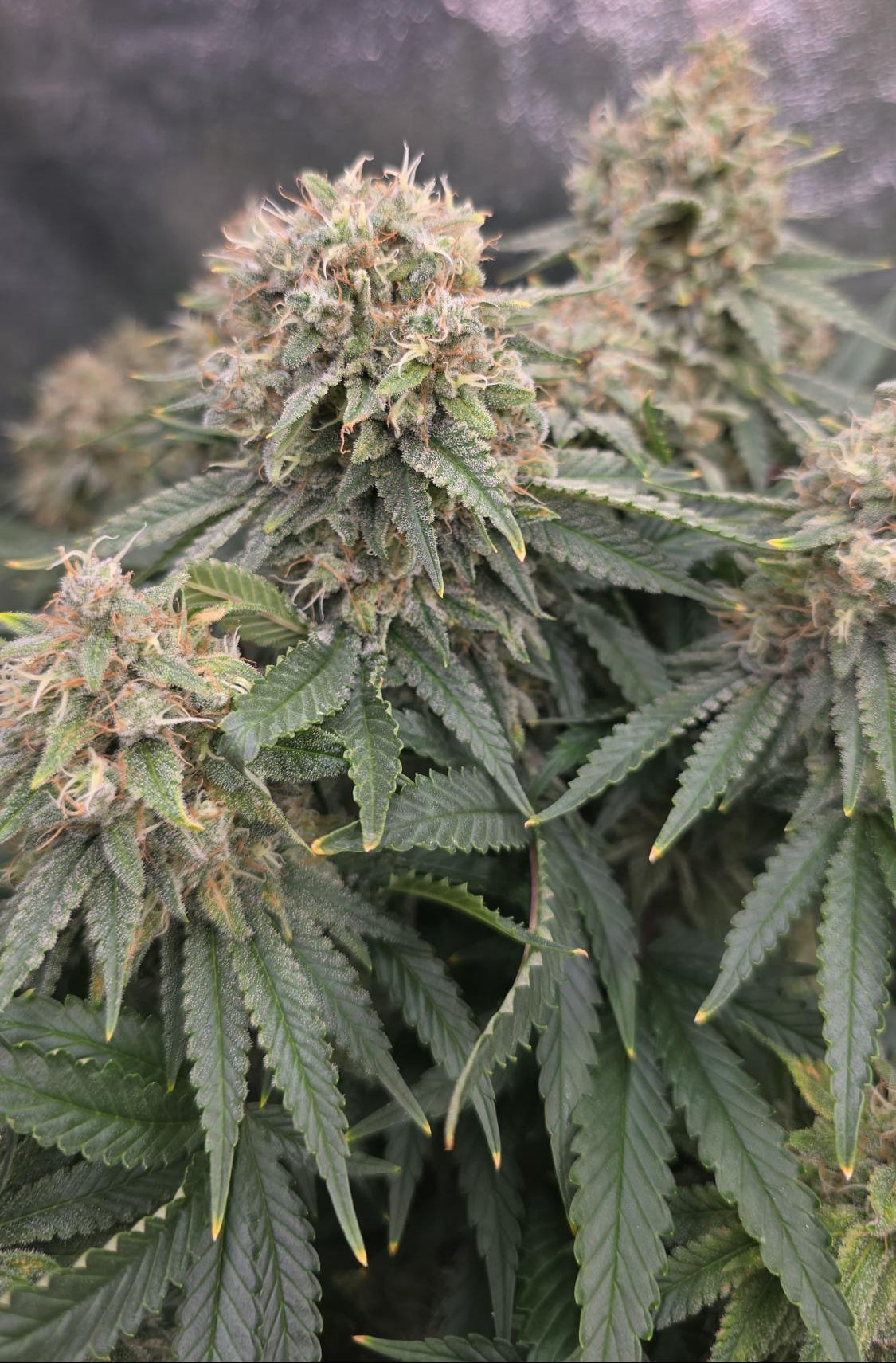 BLUE GELATO FEM X10 ROYAL QUEEN SEEDS