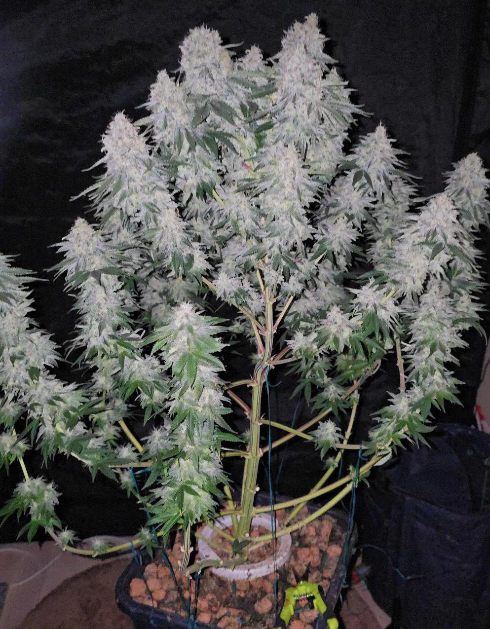 BLUE GELATO FEM X10 ROYAL QUEEN SEEDS