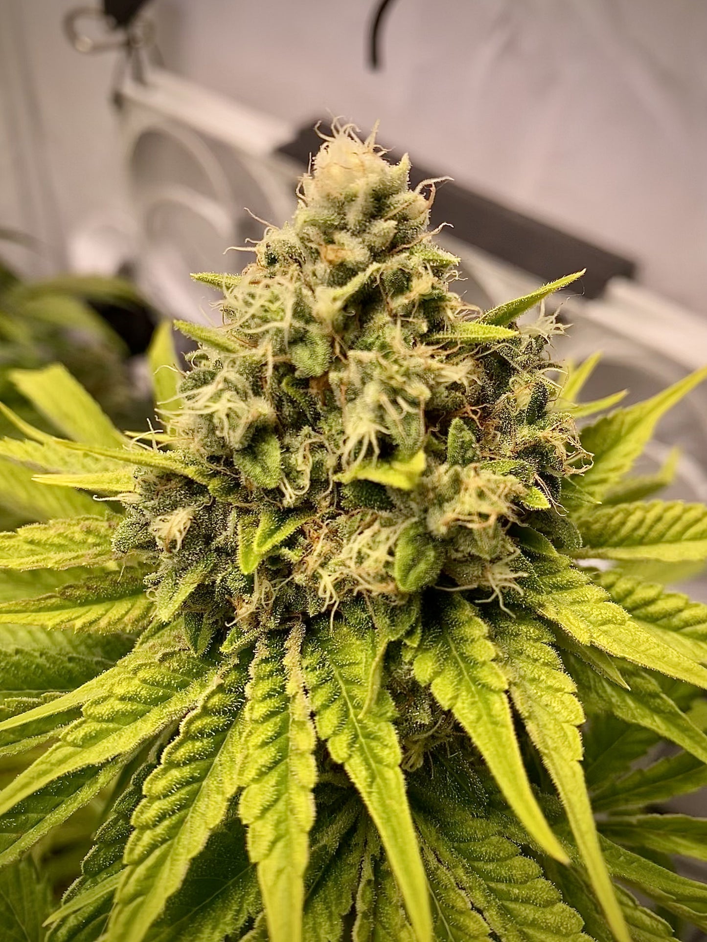 BLUE GELATO FEM X10 ROYAL QUEEN SEEDS