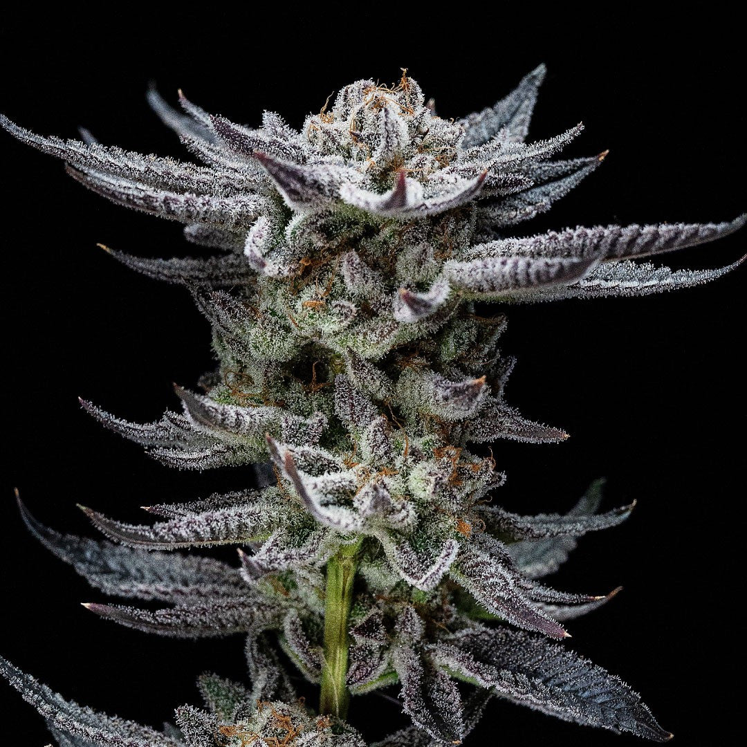 GORILLA GLUE AUTO X4 BSF SEEDS