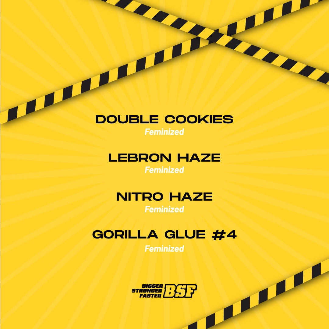 HIGH VOLTAGE FEM MIX X12 BSF SEEDS