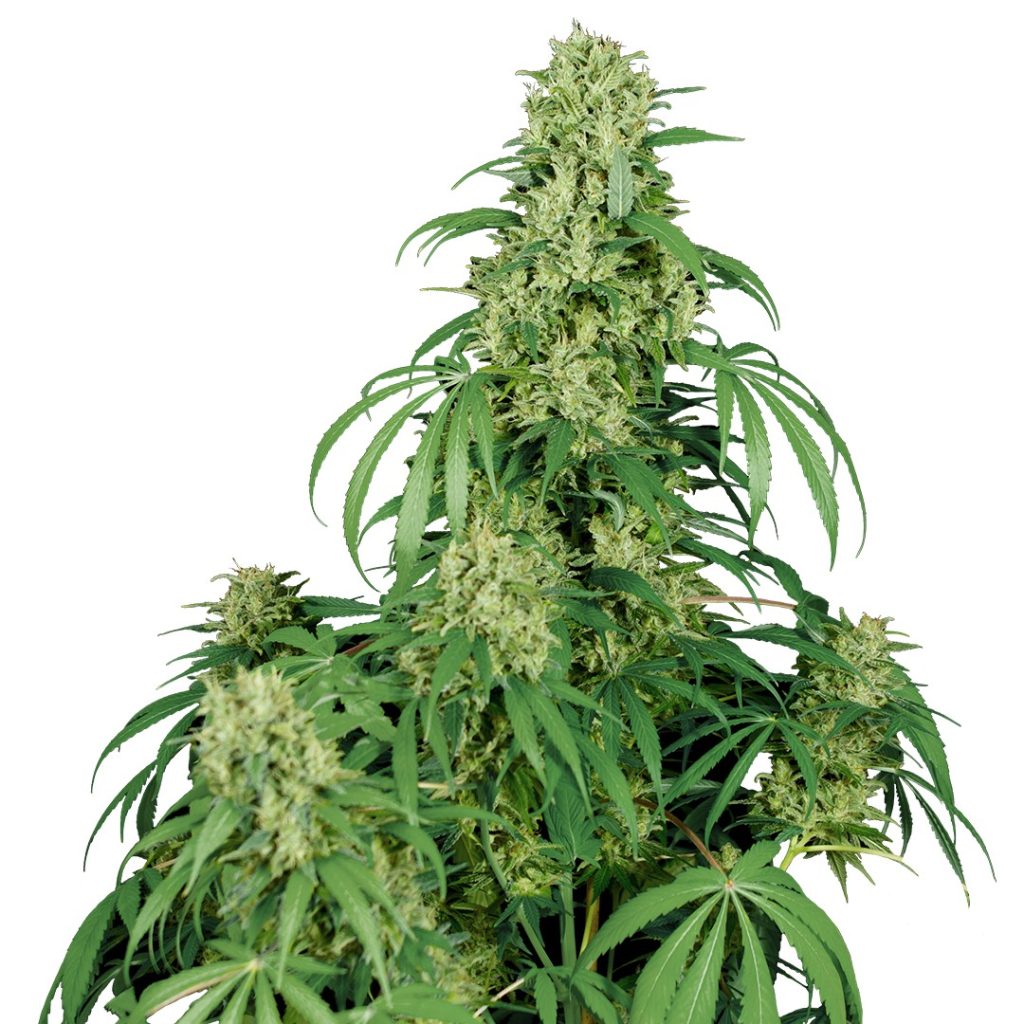 BUDDHA CALAMITY JANE AUTO 3+1 BUDDHA SEEDS