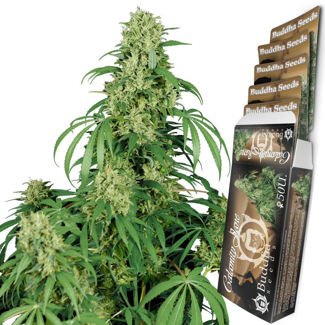 BUDDHA CALAMITY JANE AUTO 3+1 BUDDHA SEEDS