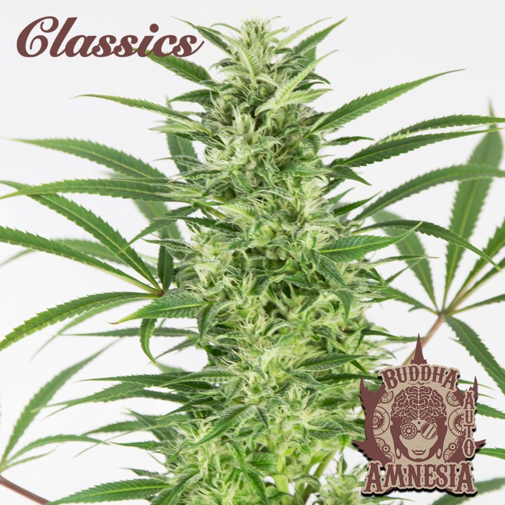 BUDDHA AUTO AMNESIA CLASSICS 3+1 BUDDHA SEEDS