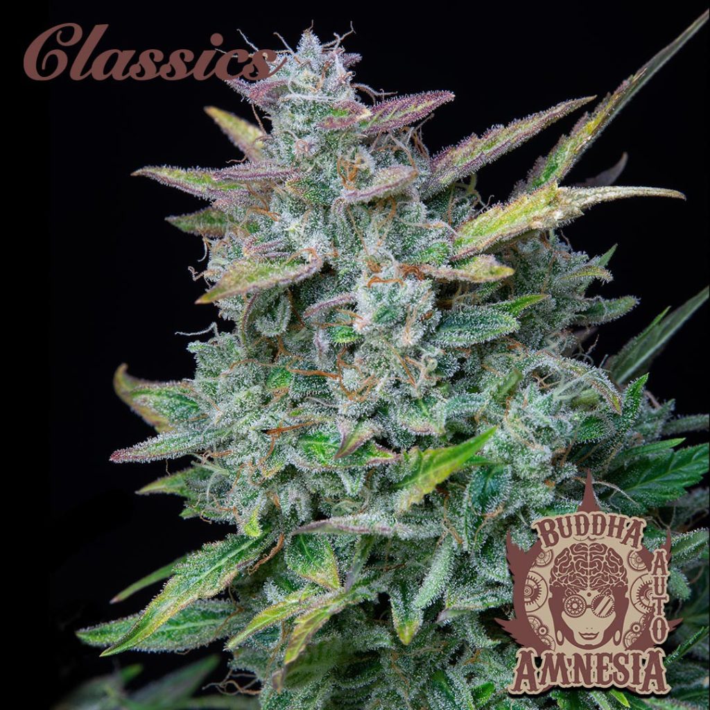 BUDDHA AUTO AMNESIA CLASSICS 3+1 BUDDHA SEEDS