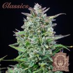 BUDDHA AUTO AMNESIA CLASSICS 3+1 BUDDHA SEEDS