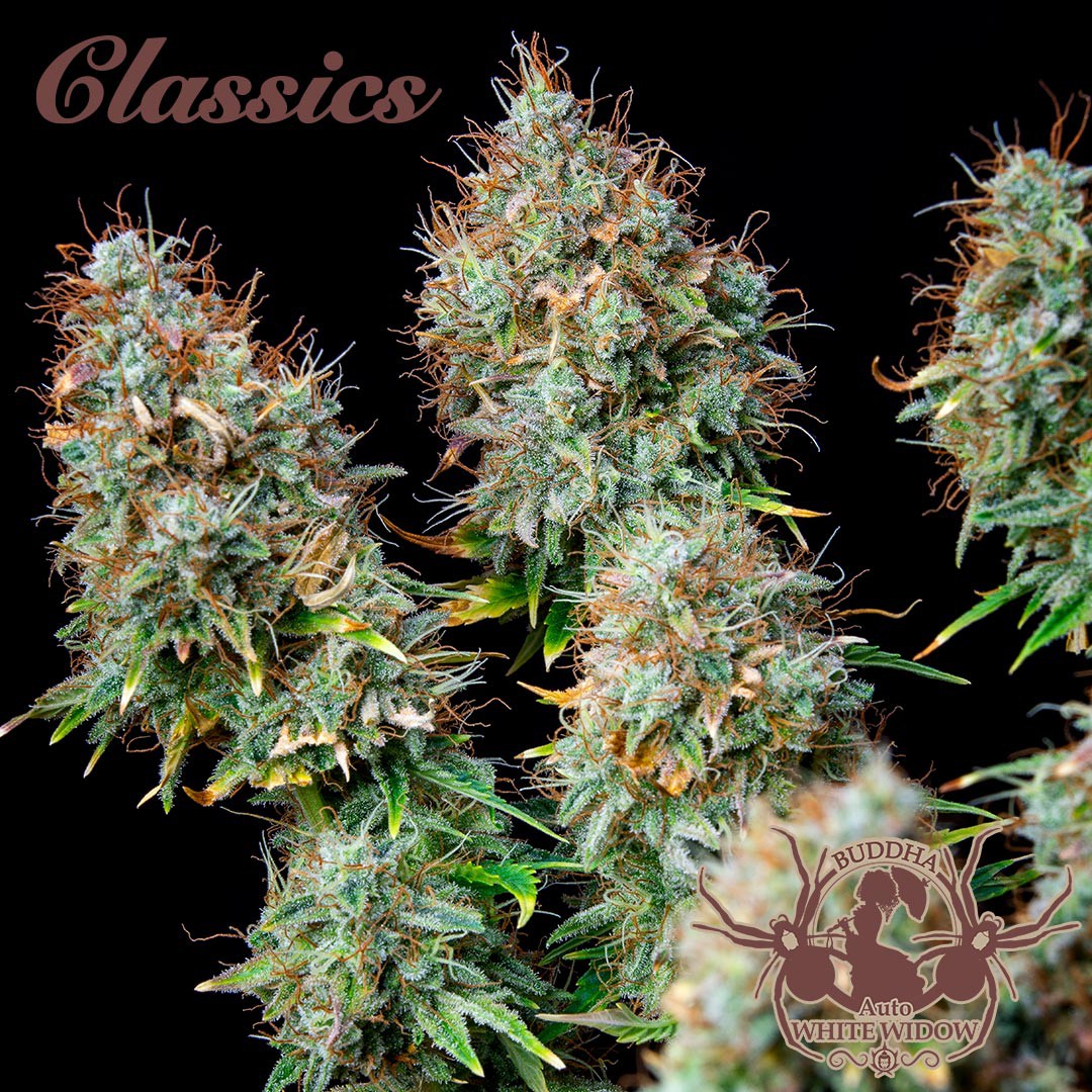 WHITE WIDOW AUTO X3+1 BUDDHA SEEDS