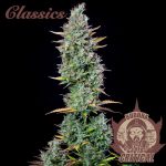 BUDDHA AUTO CRITICAL CLASSICS 3+1 BUDDHA SEEDS