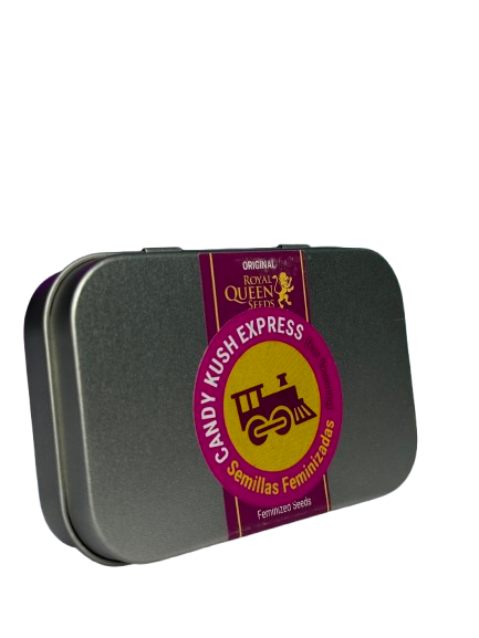 CANDY KUSH EXPRESS FAST X100 ROYAL QUEEN SEEDS