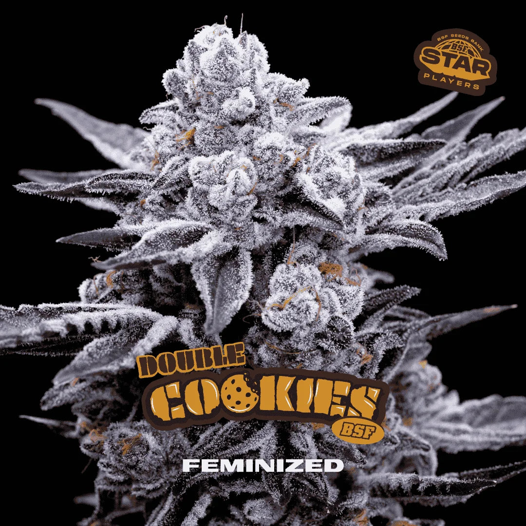 DOUBLE COOKIES FEM X2 BSF SEEDS