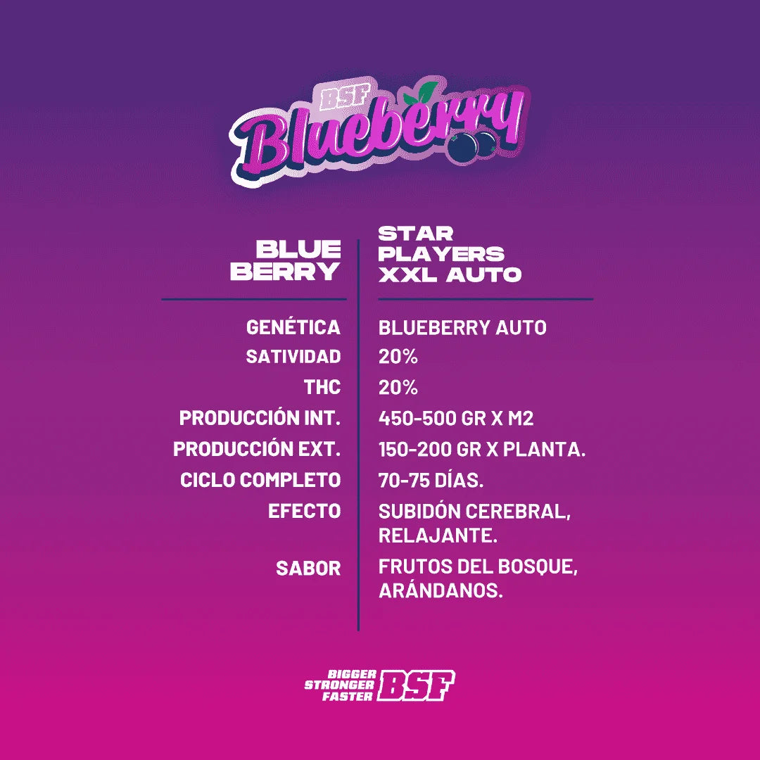 BLUEBERRY XXL AUTO BSF X100