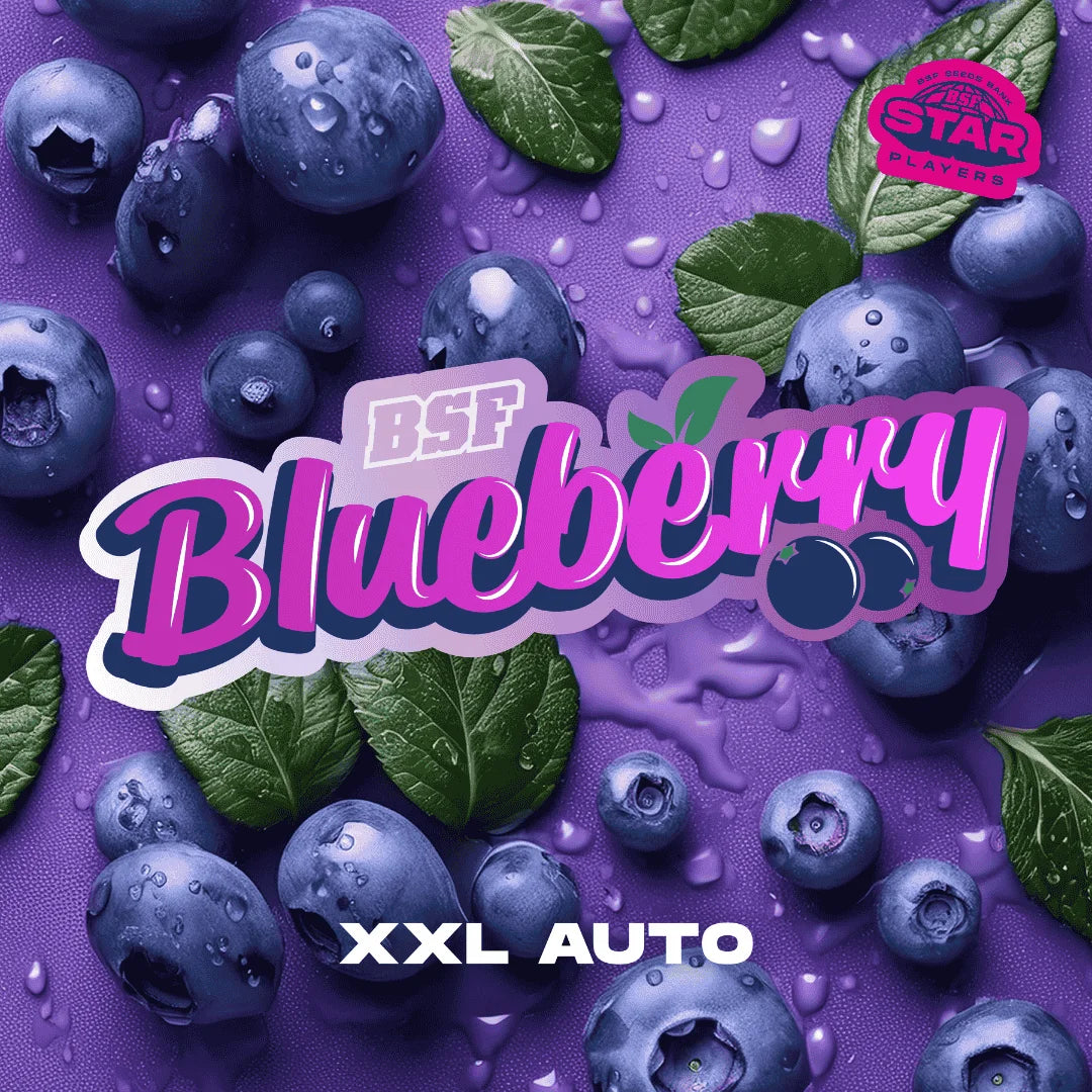BLUEBERRY XXL AUTO BSF X100